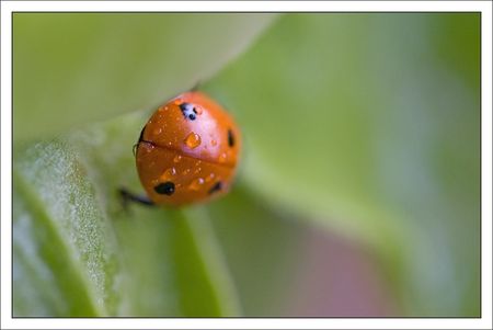 tournesol_coccinelle_dos_gouttes_soir_040810