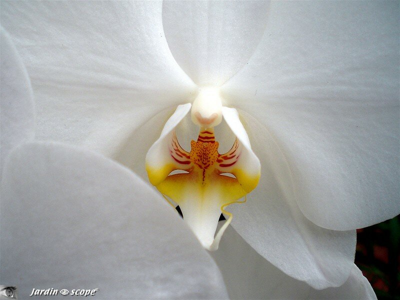 Phalaenopsis blanc au coeur jaune