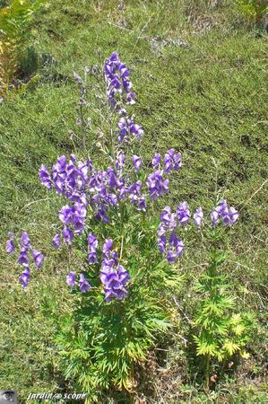 Aconit Corse • Aconitum napellus subsp. corsicum