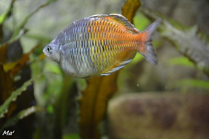 160131_aquarium_Allex_7