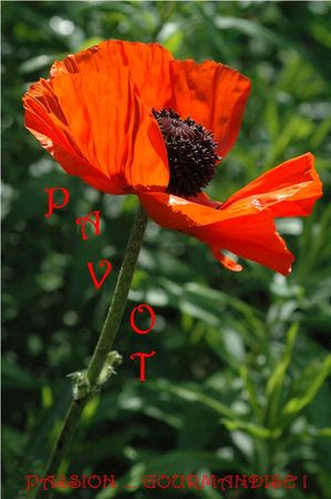 Pavot_1