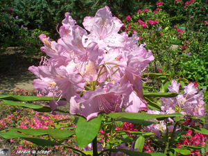 Rhododendron rose