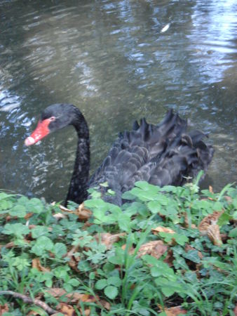 Cygne noir