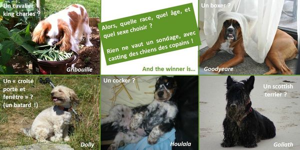 blog choix d'un chien chiot