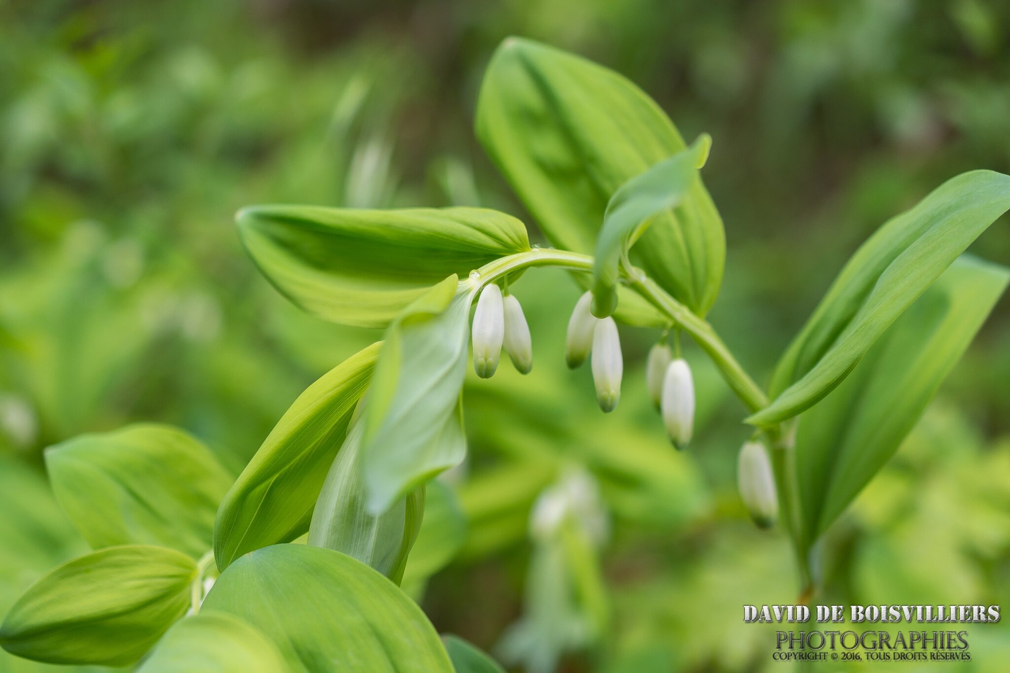 Sceau de Salomon (Polygonatum multiflorum)