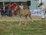 Galipette de la Lys (pouliche de Celya de la Lys et Royal 24) - 23 Juillet 2016 - National Boulonnais