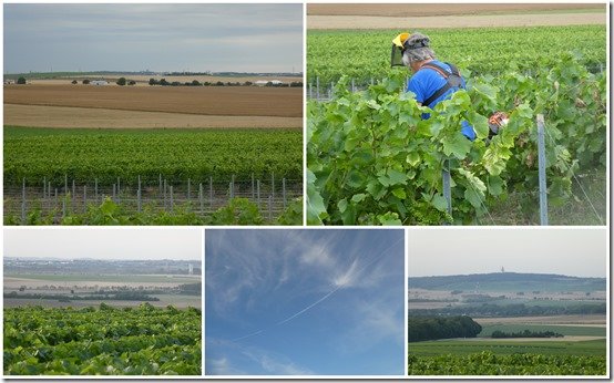 tontes vignes été 20221