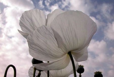 amapola