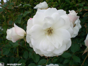 8883_Roses_blanches