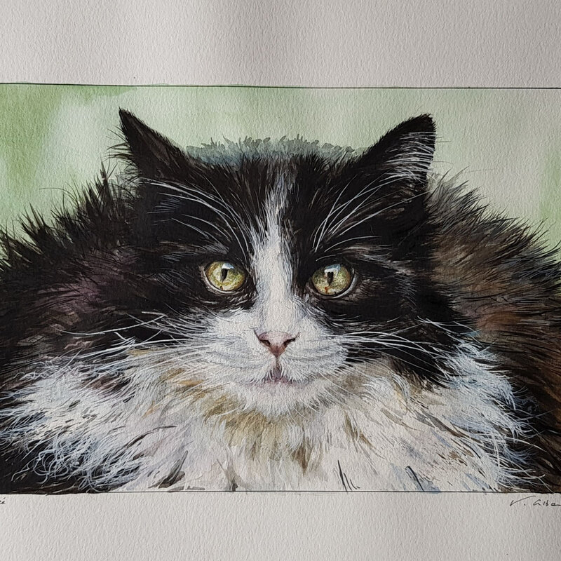 chat noir et blanc aquarelle valerie Albertosi peinture