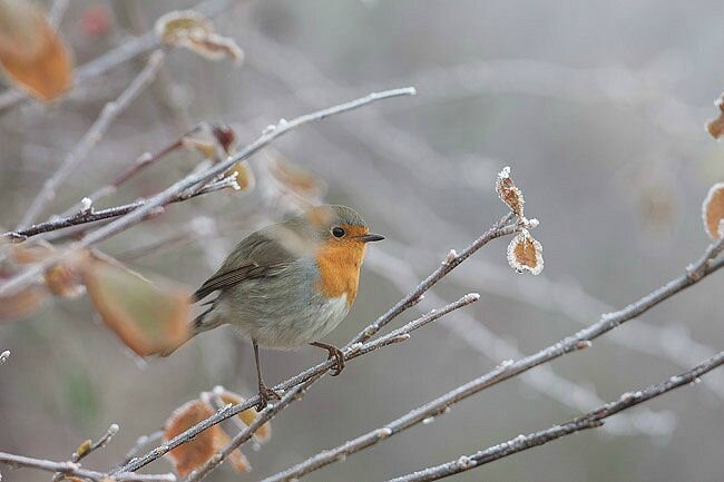 oiseau givre
