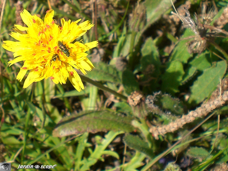 Tolpis-succulenta • famille des Asteraceae
