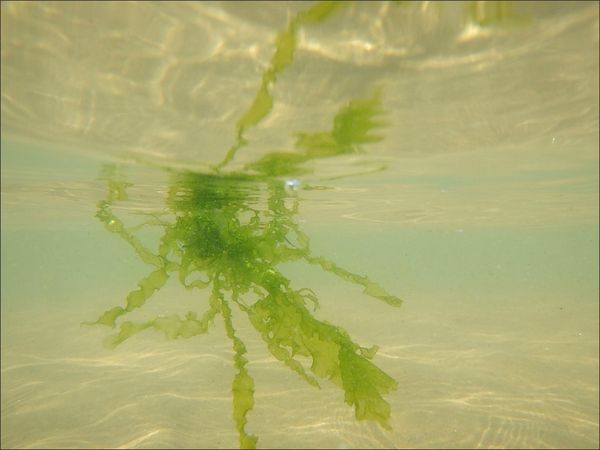 algue sous eau