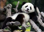 panda_relaxes_exhausted
