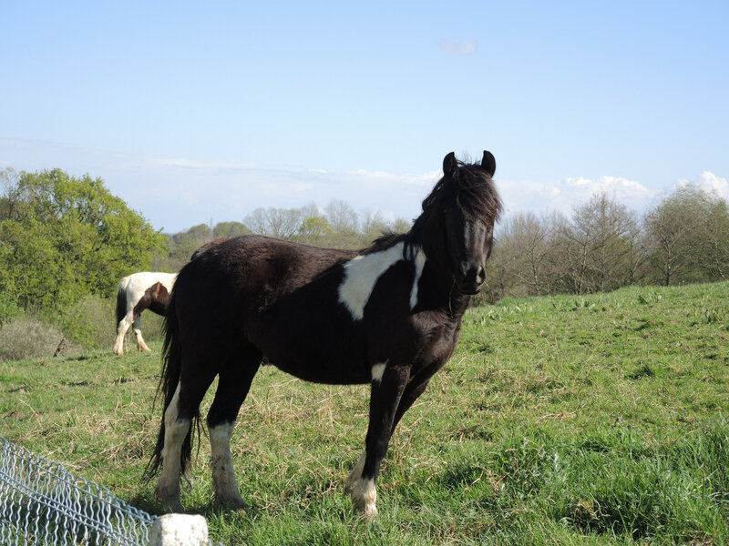 Mouguerre, confinement, chevaux bizarres (64)