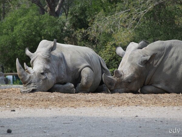 cdv_20140503_17_rhino