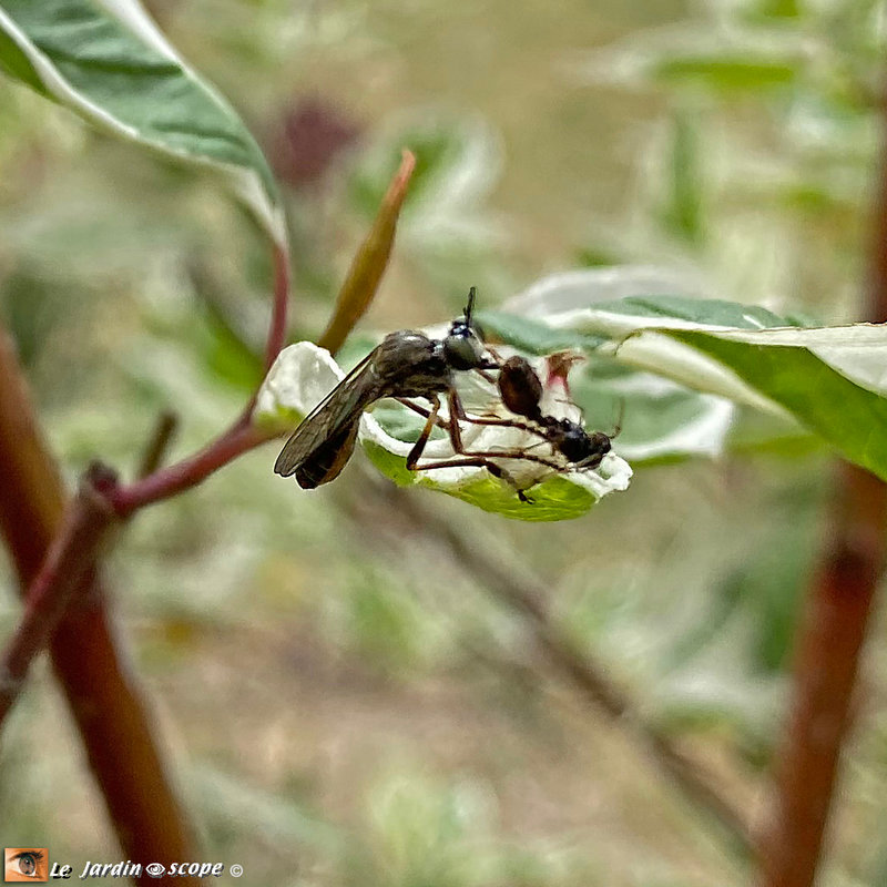 Pemphrédon-sp-dévorant-une-fourmi