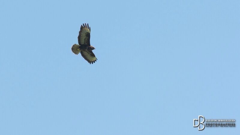 Buse variable (Buteo buteo)