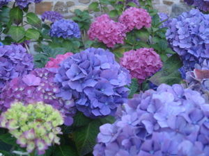 hortensias_bleus