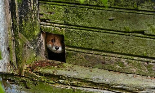 pétition renards