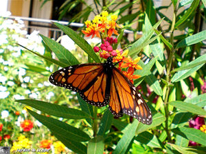 9135_danaus_plexiplus