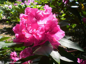 Rhododendrons rouges du Parc botanique de Tours