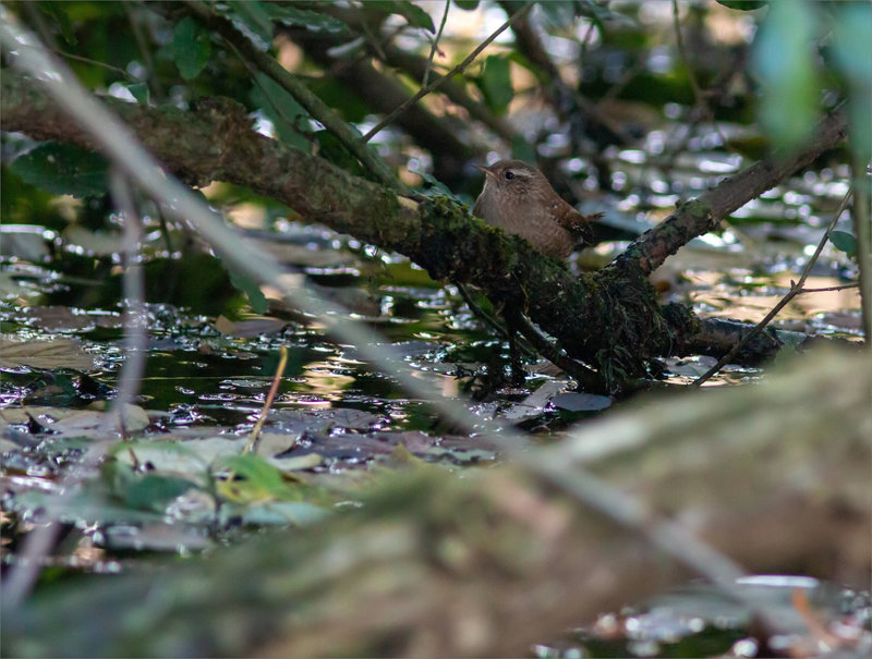 Oiseau troglodyte 2 131222