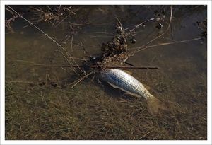 Aiguillon_inondation_poisson_mort_4_280210