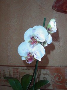 orchid_es_arlette_001
