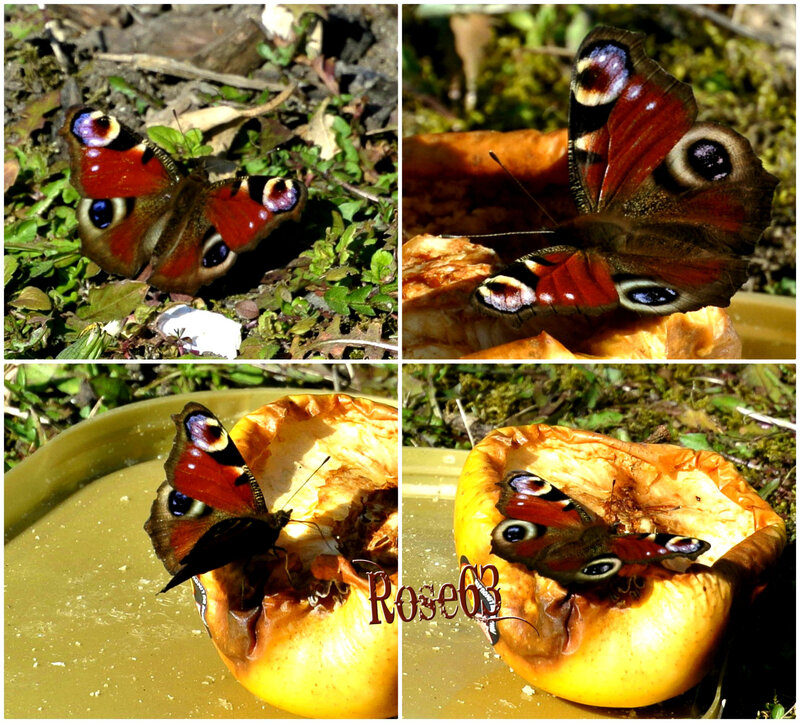 Le papillon sur la pomme des oiseaux dans mon jardin Rose63