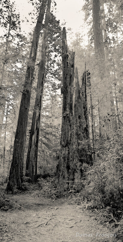Redwood State Park - Del Norte Coast (2)