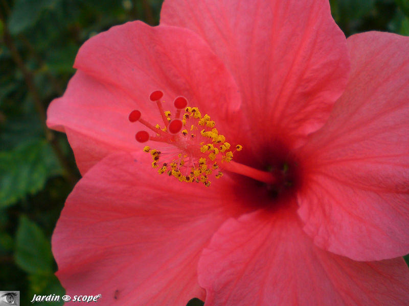 8878-Hibiscus