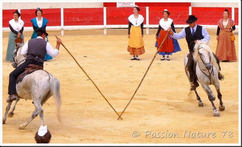 La Camargue