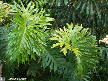 8894_Philodendron_selloum