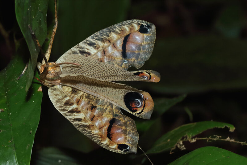 Pterochroza ocellata (femelle)