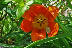 Tulipe-rouge-botanique