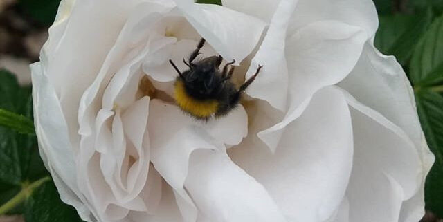 abeille-butine-rose-jardin-5sens-yvoire-640x321