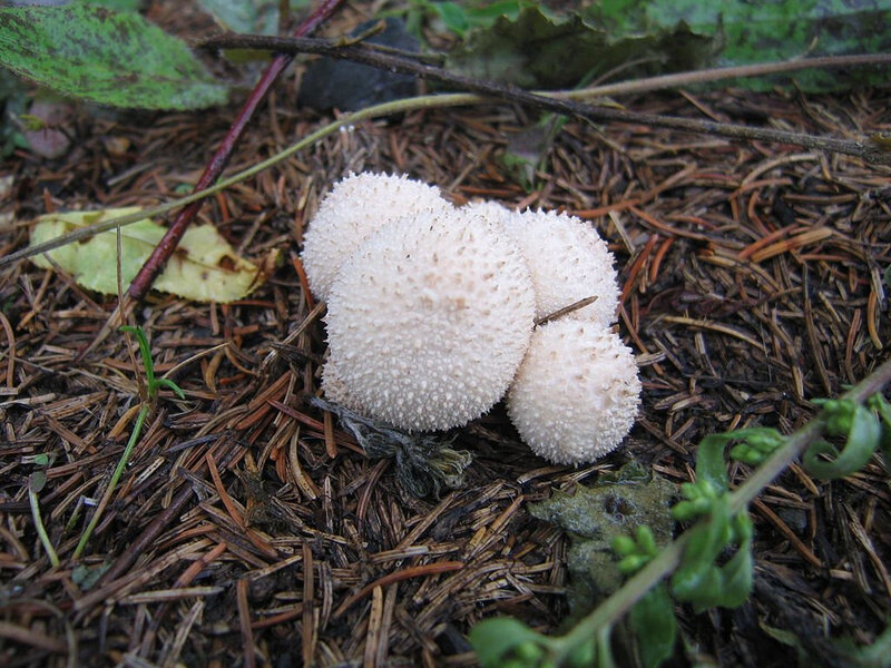 Lycoperdon 3