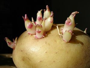 800px-Potato_sprouts