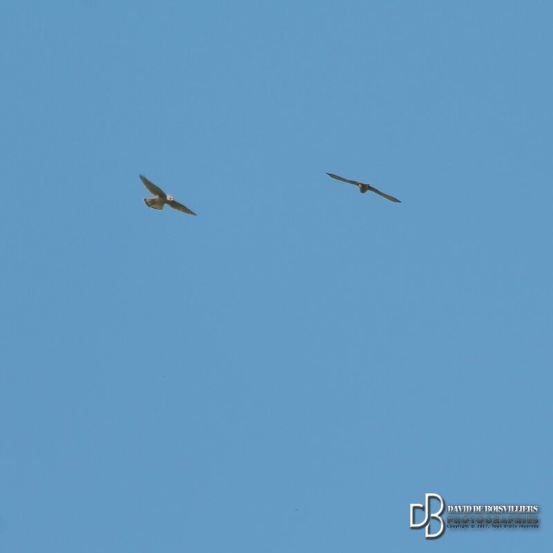 Faucon Crécerelle (Falco tinnunculus) en couple