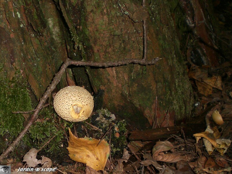 Vesce Scléroderme commun • Scleroderma citrinum • Sclerodermata