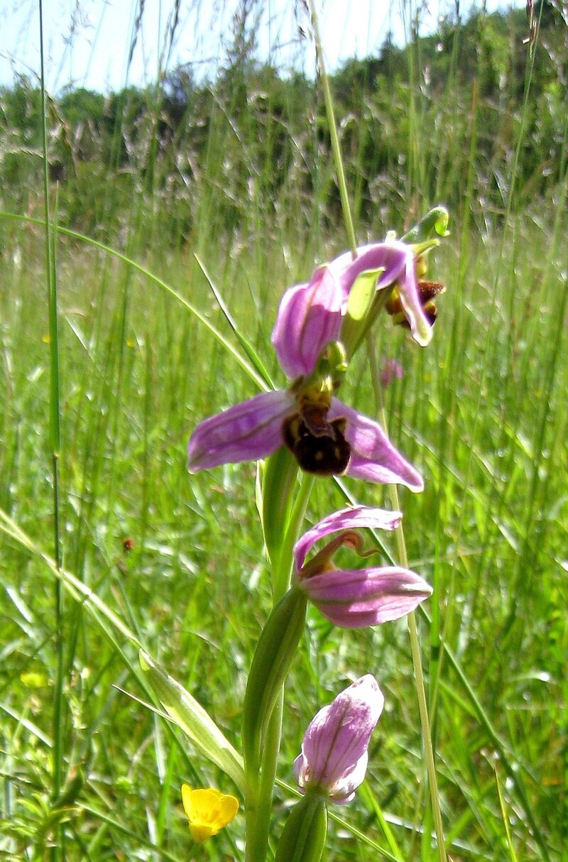 Ophrys et Orchis Tarn 08-06-2014 11-13-00