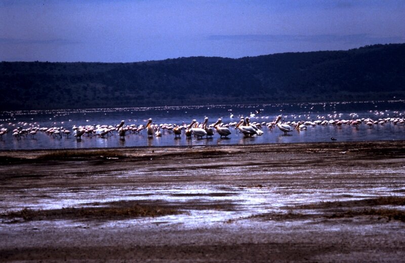 nakuru flamand p