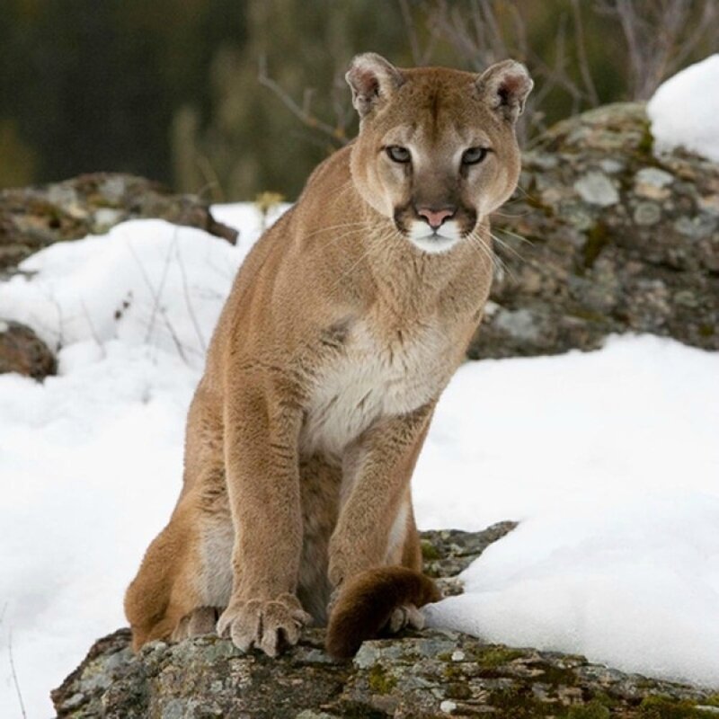 cougar