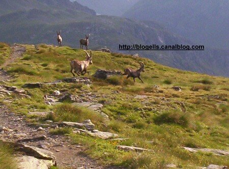 bouquetin_qui_courent_sur_la_montagne_ch_vre_animaux