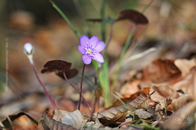 Hepatica nobilis