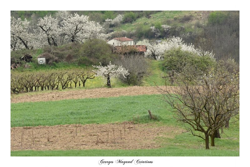 2016-04-08 Cerisiers à Chagnon6