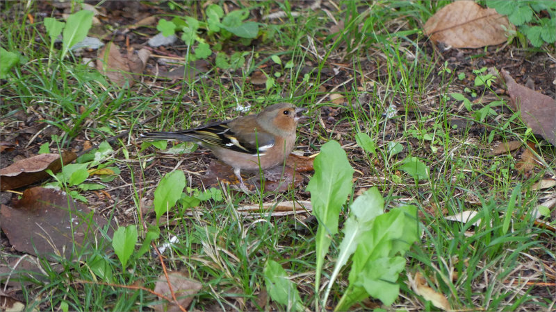 Oiseau pinson graine sol 101122 4