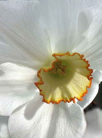 4549596008_narcissus_macro_for_my_friends