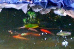 poissons1